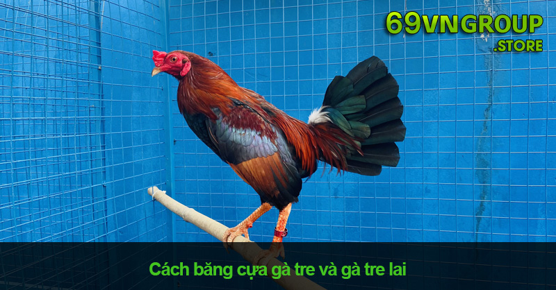 Cách băng cựa gà tre và gà tre lai