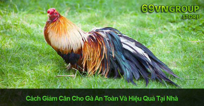 Cách giảm cân cho gà chi tiết từ A đến Z